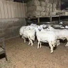 طليان ورخال حرية فل شحم لها فديوا في الاسفل