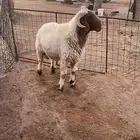نخروف نعيم جبر