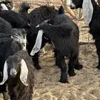 تيوس ذبايح عوارض بريه نظيفه العمر من اربعه شهور وفوق مخاصي