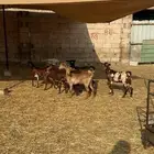 جفار محايليات دهم