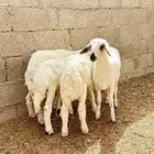 بهم حريات العدد 4 طليين ورخلين فل شحم