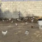 دجاج بلدي للبيع