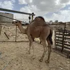 قعود مفرود عمر 8 شهور