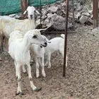 عرض وبيع ماعز بيشي ثنتين مواليد