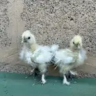 للبيع صوص قطني امريكي