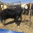 رخال نجد ثنوات مقنوي صن ف