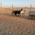 رخال سواكن