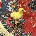بيع بط بكيني