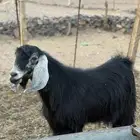 تيس فحل مشروط