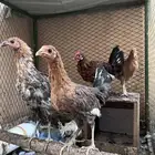 4 دجاجات وديك للبيع