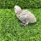 فرخ كنيور قرين شيك غر