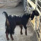 جفره ثنيه