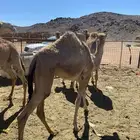 قعدان للبيع الموقع العلا