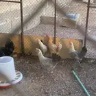 للبيع 4 دجاج