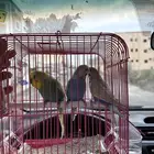 طيور بادجي
