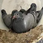 فراخة حمام زاجل