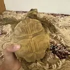 سلحفاة سولكاتا