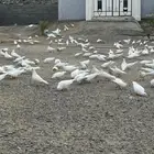 حمام فرنسي