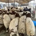 نعيم جبر ووسط كفو وحريات ثلاجه كفو