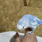 بابغاء روز. منتج لابيع على السوم الزرق أليف النثى لعوبه