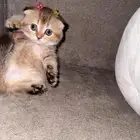 قطط سكوتش فولد للبيع