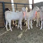 جفار مطورات