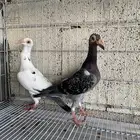 للبيع جوز حمام الدمام
