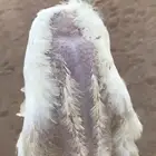 صوص دجاج لاحم