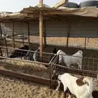 ذبايح تيوس شحم