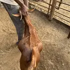 ذبايح تيوس دهم جنوبيه