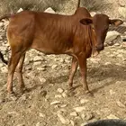 حبشه (حسيله) (تم البيع)