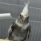 انثى كروان انتاج هولندية