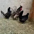ديك ودجاجتين عربي كويتي