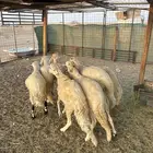طليان سواكن شبيه الحري تربيه