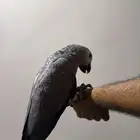 فرخ كاسكو