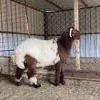 خروف مشروع فحل