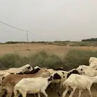 غنم سالم كل العيوب