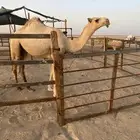 للبيع الشقحاء الكفوو
