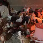 صيصان بلدي عمر شهرين و 3 اسابيع