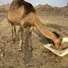 لقحه حمرا ساحليه ب 6600 تم البيع