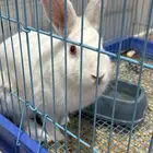 ارنب للبدل بقطوة