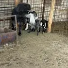 لبيع عنز عارضيه ااصل تحتها جفرتين