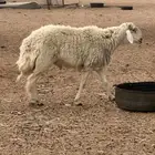 فحل حري صنف