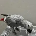 للبيع كاسكو اليف