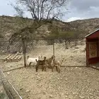 3 تيوس وعناق فل شحم.