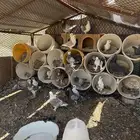 حمام للبيع جمله البيع مستعجل