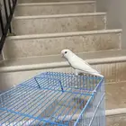 طير روز شبه اليف يدخل ويطلع من قفصه لوحده)