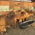 سواكني