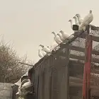 حمام بلدي