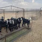 تيوس عوارض جبره
